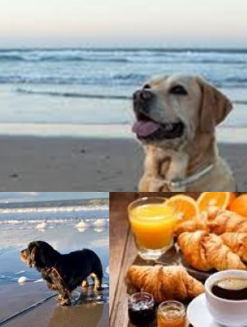 PROMENADE MATINALE ENTRE AMOUREUX...DES CHIENS